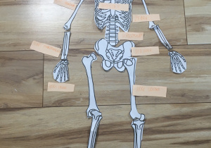 Sobór Lena-szkielet człowieka